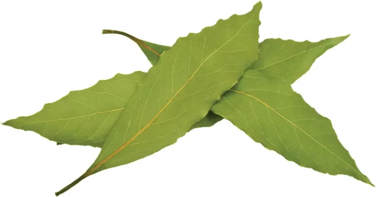 This Leaf Fights Diabetes, High Blood Pressure, Removes Fat and Cures Insomnia