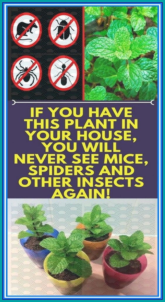 IF YOU HAVE THIS PLANT IN YOUR HOUSE, YOU WILL NEVER SEE MICE, SPIDERS AND OTHER INSECTS AGAIN!