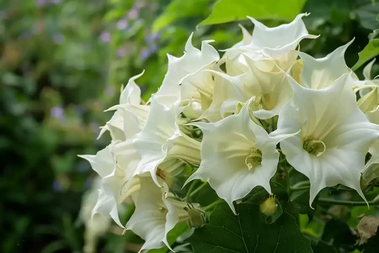 The Beautiful Danger in Our Gardens: The Poisonous Datura Stramonium