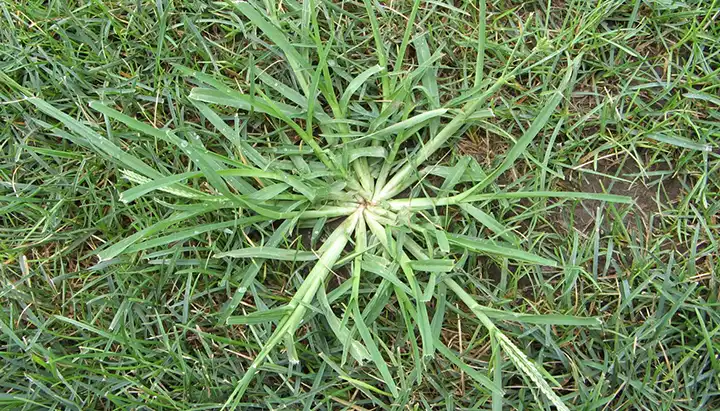 Harnessing the Power of Goose Grass: A Guide to Its Preparation and Therapeutic Uses