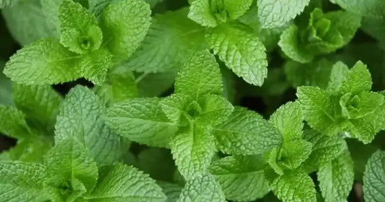The Versatile Mint: Health Benefits, Uses, and How to Incorporate It into Your Daily Routine