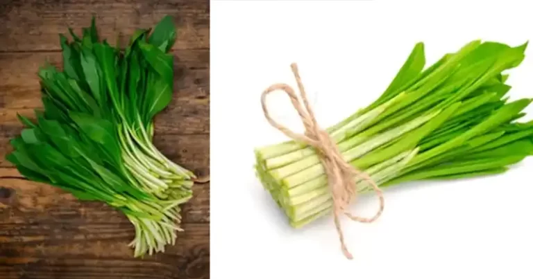 Unveiling the Hidden Wonders of Ramsons: Nature’s Unsung Hero