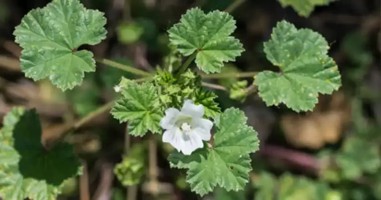The Gentle Giants: Malva Neglecta and Malva Sylvestris in Traditional and Modern Wellness Practices