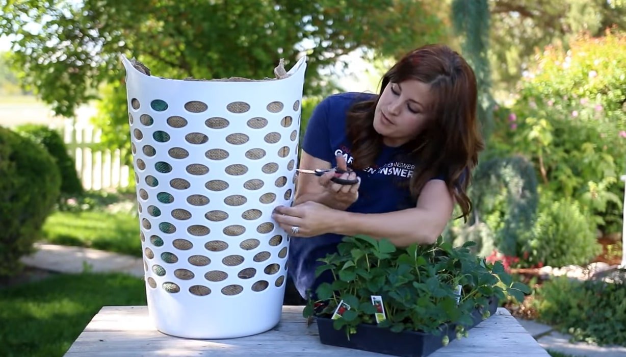 People Are Using Dollar Store Laundry Baskets As Strawberry Planters ...