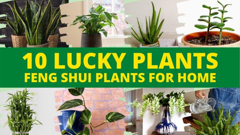 10 Best Feng Shui Plants That Bring Good Luck & Wealth for Your Home