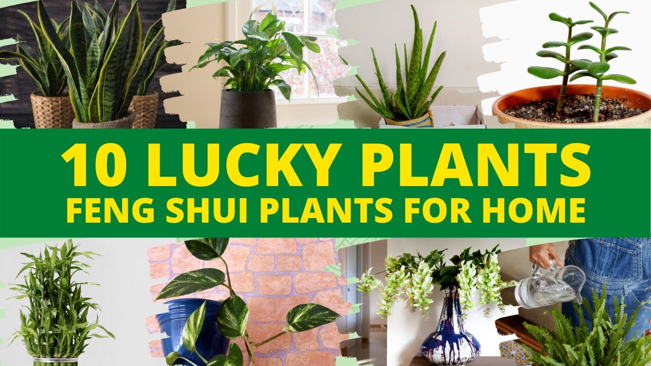 10 Best Feng Shui Plants That Bring Good Luck & Wealth for Your Home ...
