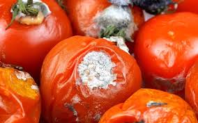 The useful uses of rotten tomatoes will surprise you