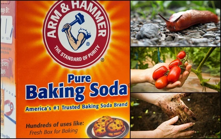 Baking Soda Is A Gardener’s Best Friend – Here Are 14 Nifty Uses In The Garden