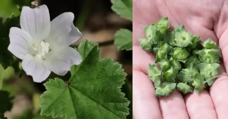 Dwarf Mallow (Malva neglecta): A Powerhouse of Health Benefits and Uses